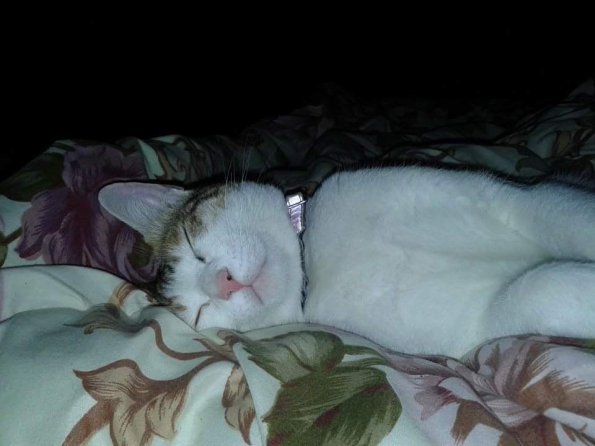 Kittycat 2020
